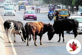 आवारा पशुओं के कारण हो रही मौतों को रोकने के लिए बनेगी विस्तृत योजना