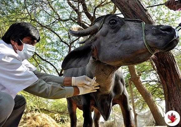 900 पशु चिकित्सकों के पद भरने की प्रक्रिया शीघ्र