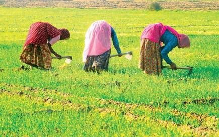 सरकारी योजनाओं की बदौलत बदली खेत-खलिहानों की तस्वीर