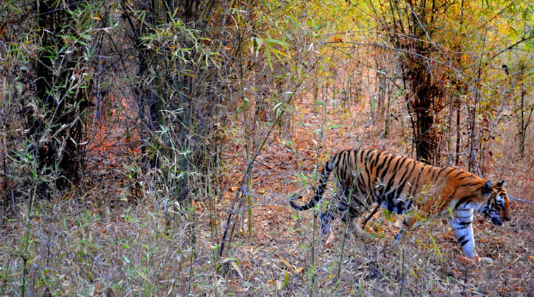 राष्ट्रीय उद्यानों के प्रभावी प्रबंधन में शीर्ष पर मध्यप्रदेश