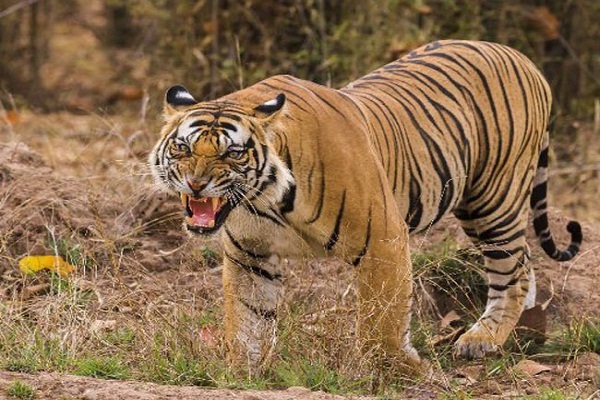 उत्तराखंड: बाघ सुरक्षा को लेकर गढ़वाल और कुमाऊं में खुलेंगे दो-दो वन्यजीव अंचल