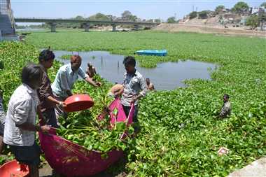 તાપી નદીમાં જળકુંભીનું સામ્રાજ્ય, ખલાસીઓ દ્વારા સફાઈ અભિયાન