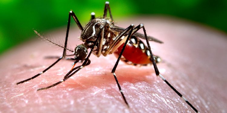 Manipur: Over 100 tests positive for dengue