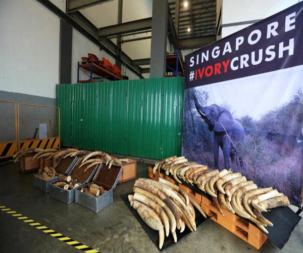 Singapore will ban on domestic sale of elephant ivory products from 2021