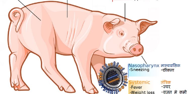 Clarion call for concerted effort to prevent Mizoram from swine fever