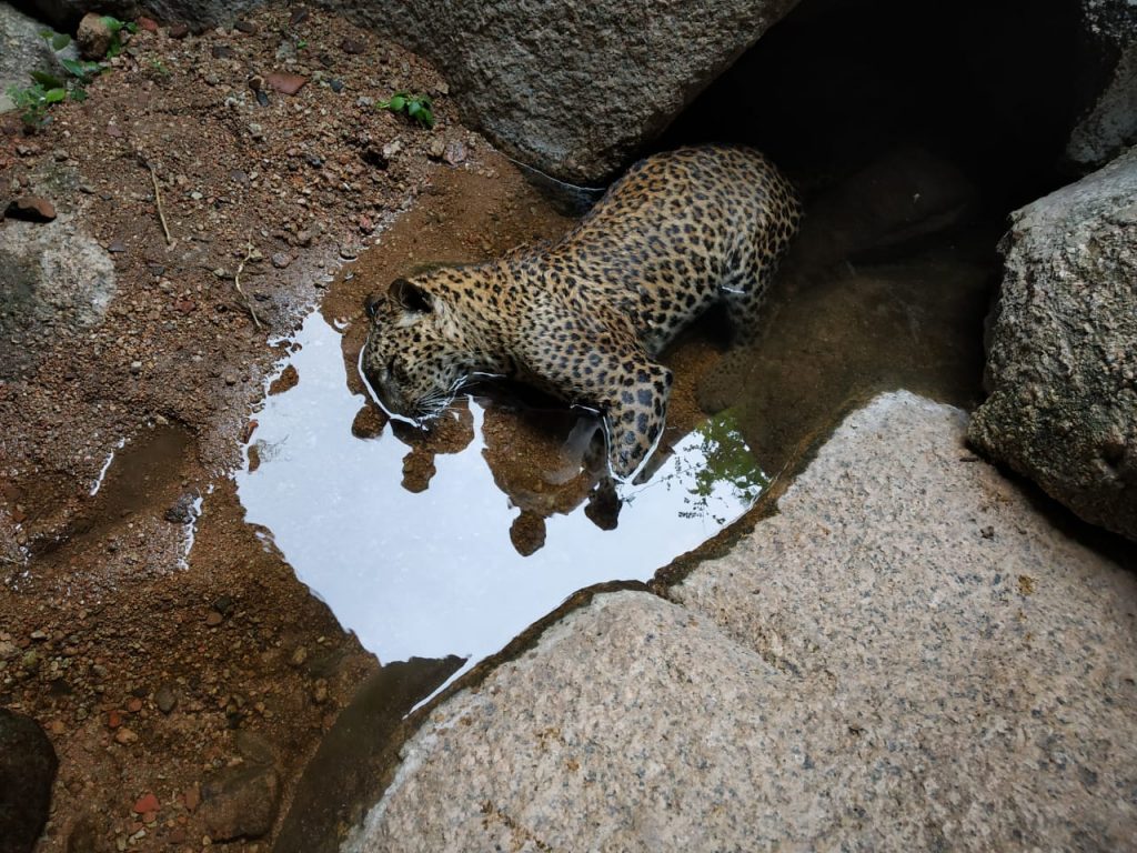 ઈડર ગઢ તળેટીમા મૃત હાલતમા દીપડો મળ્યો