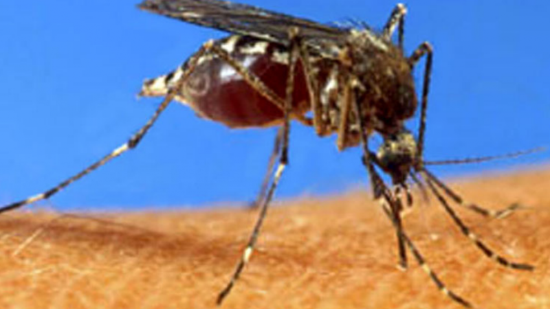 Dengue Cases in Dehradun: Situation ‘Totally under Control,’ Say Officials