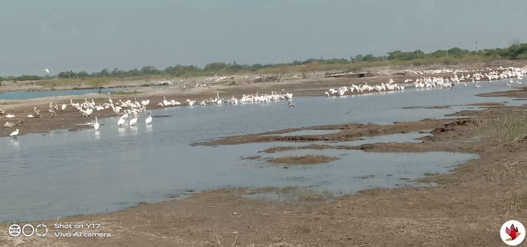 માણાવદર તાલુકાનાં મટીયાણા ગામે આવેલ તળાવમાં દેશી-વિદેશી પક્ષીઑનું આગમન