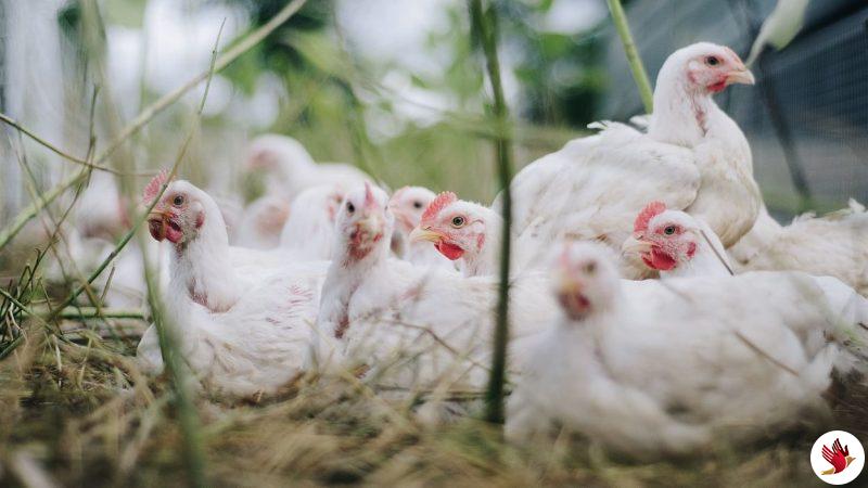 Amid coronavirus scare, Meghalaya govt says poultry products safe