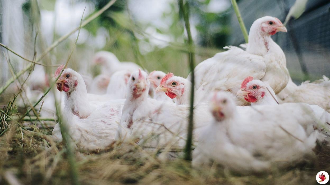 Amid coronavirus scare, Meghalaya govt says poultry products safe