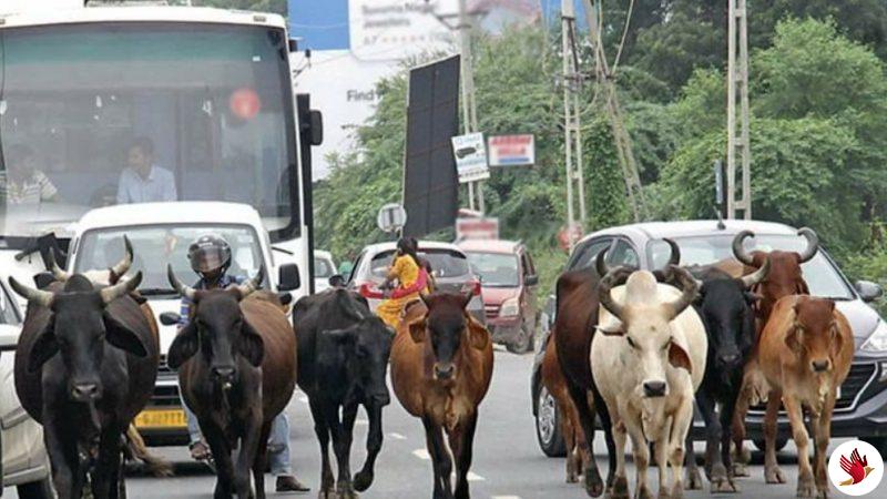 અમદાવાદમાં ‘બુલ ફાઇટ’ જેવી ઘટના…! એક જ પરિવારના ત્રણ લોકોને ઇજા પહોંચી..!