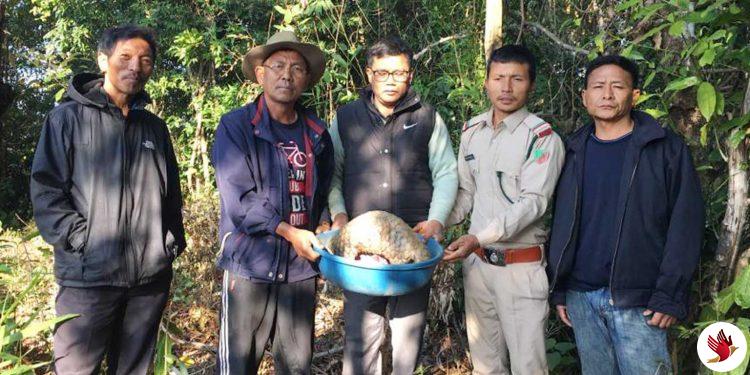 Chinese pangolin rescued and released in Manipur forest