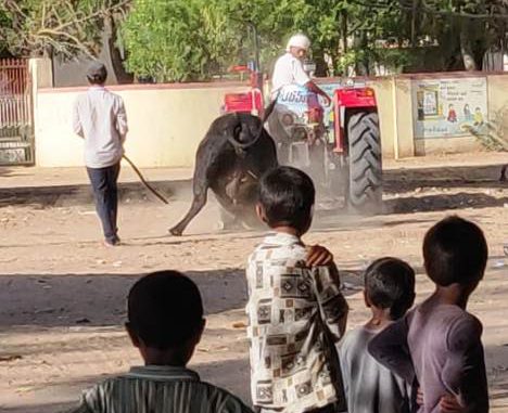 ધાનેરાના એક ગામમાં પાપી શખ્સે આખલાને ટ્રેકટર પાછળ ઘસડી કરી ક્રૂર હત્યા કરી