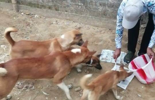 NGO volunteers step out to feed stray dogs amid lockdown