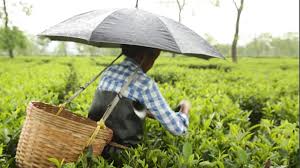 Tea plucking, processing resume in Tripura amid coronavirus lockdown