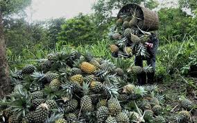 No takers for Tripura’s ‘Queen’ as lockdown impacts pineapple plantation