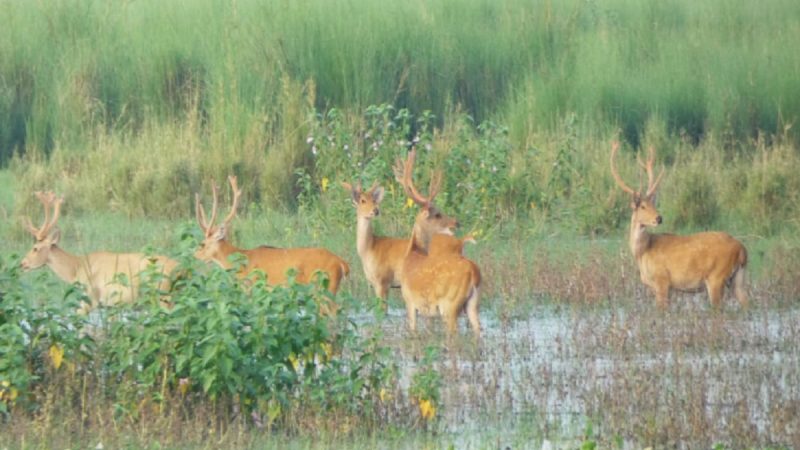 हैदरपुर बेटलैंड में दिखा 150 बारहसिंघों का झुंड