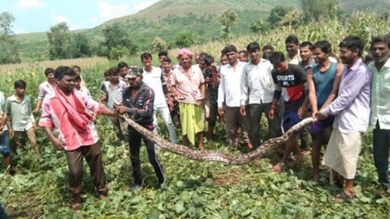 कुशलगढ़ रेंज के नागदा छोटी में आठ फिट लंबा अजगर पकड़ा