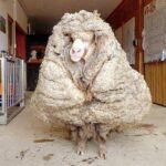 removed-75-pounds-of-wool-1_d.jpg