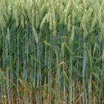 220px-Wheat_field.jpg