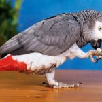 parrot-london-aligrah_d.jpg