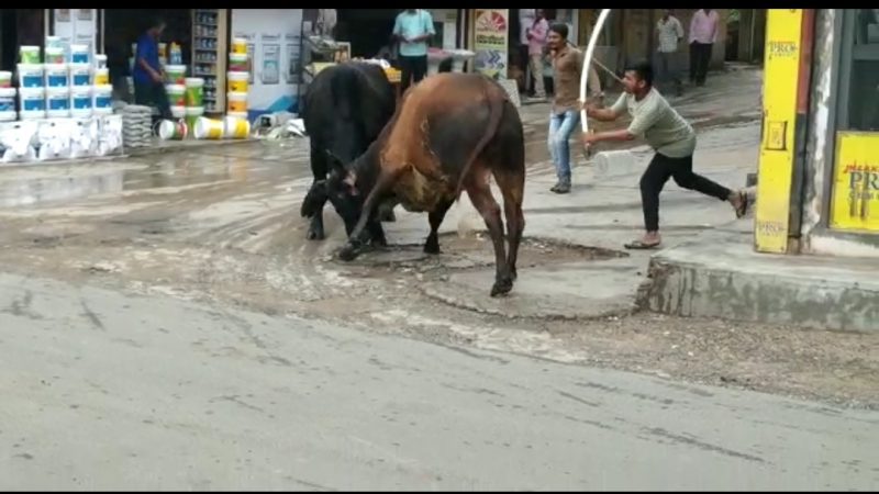 ડભોઇ લાટી બજાર વિસ્તાર માં રખડતા ઢોરો નો આતંક રાહદારીઓ માં ફફડાટ