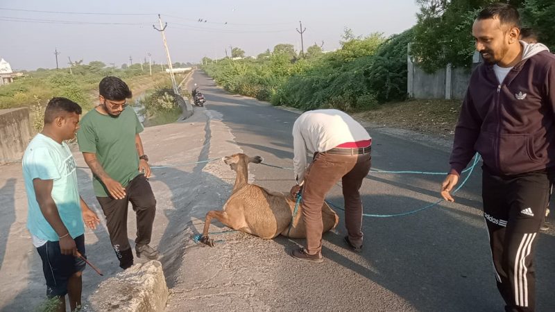 ડભોઇ થરવાસા ચોકડી પાસે આવેલ નર્મદા કેનાલમાં નીલગાય ખાબકતા રેસ્ક્યું