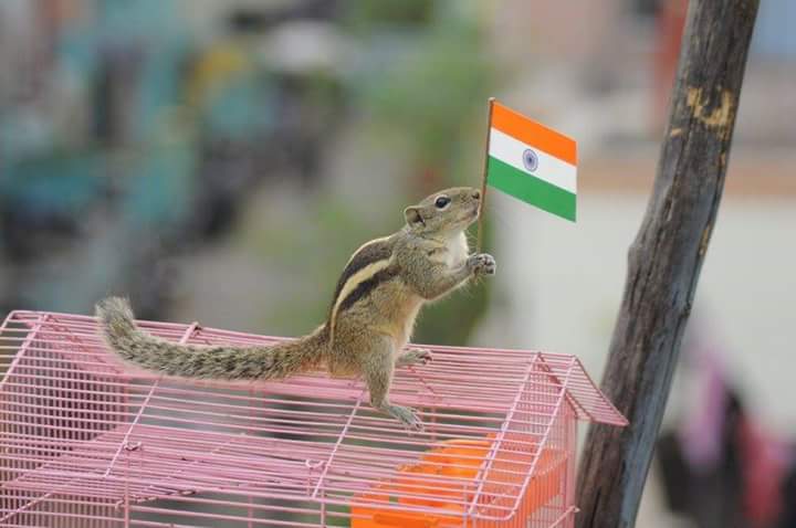 શ્રી રામની વ્હાલી ખિસકોલીએ પણ ઘ્વજવંદન કર્યું