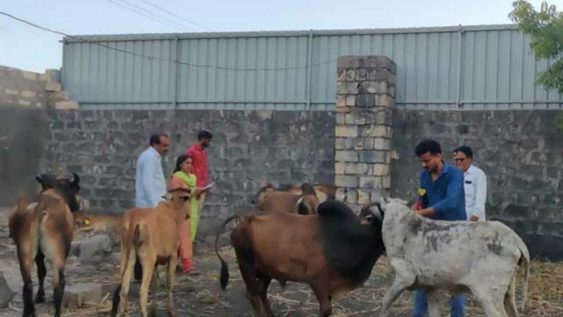 મોરબી જિલ્લાના બરવાળા ગામે લમ્પી વાયરસના પાંચ કેસ