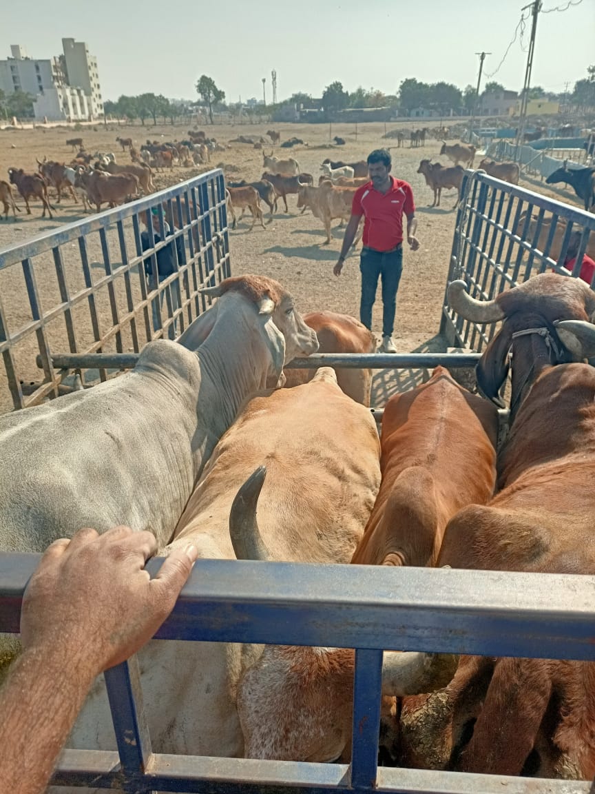 જામનગરમાં મનપાની પશુ માલિકોને જાહેર માર્ગો પર પશુઓને ન છોડવા તાકીદ