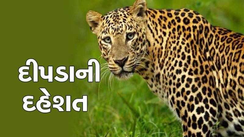 હાલોલ : બાસ્કા પંથકમાં મહિના પછી પણ દીપડાનો ભય યથાવત