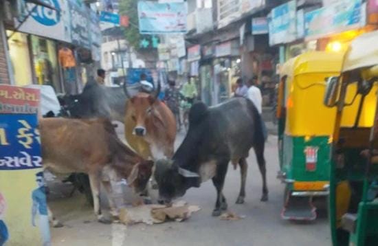 રાધનપુર શહેરના જાહેર માર્ગો પર રખડતા ઢોરનો ત્રાસ..